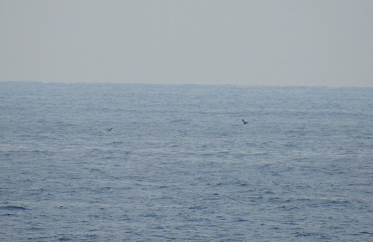 Stercorarius sp. (skua sp.) - ML617304104