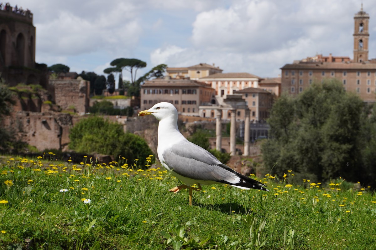 Yellow-legged Gull - ML617304110