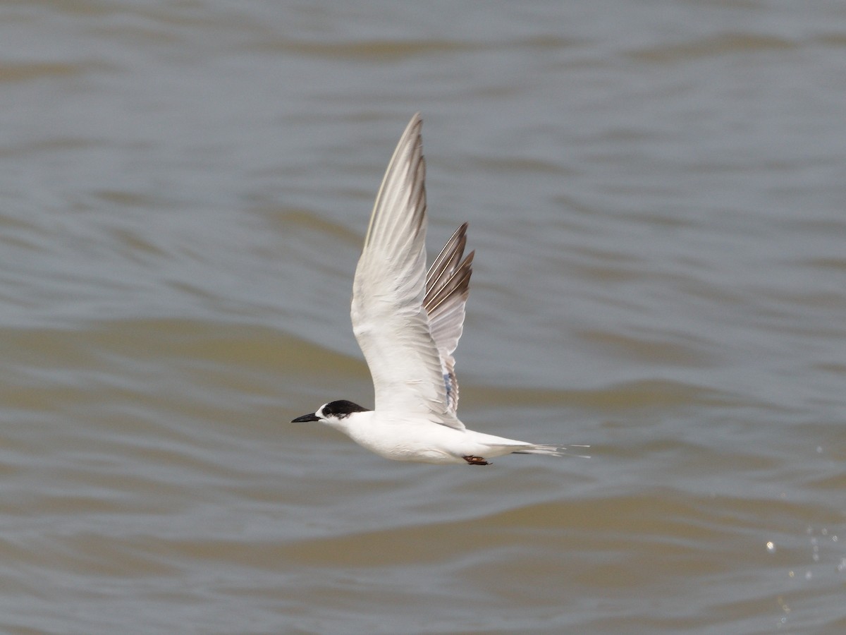 tern sp. - Mike Chen