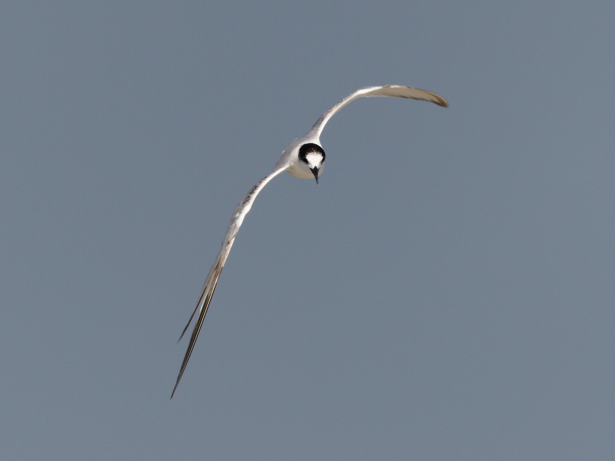 tern sp. - Mike Chen