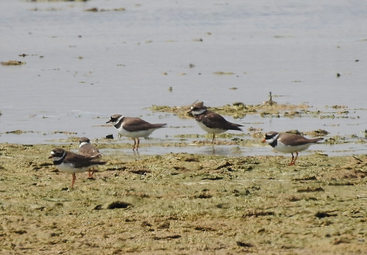 Common Ringed Plover - ML617304131