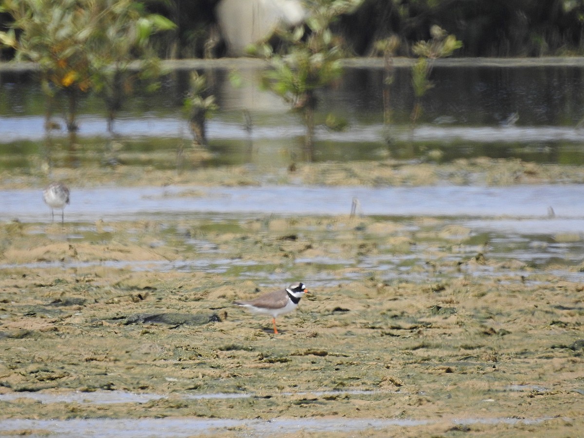 Common Ringed Plover - Zafeer Ahmed Shaikh