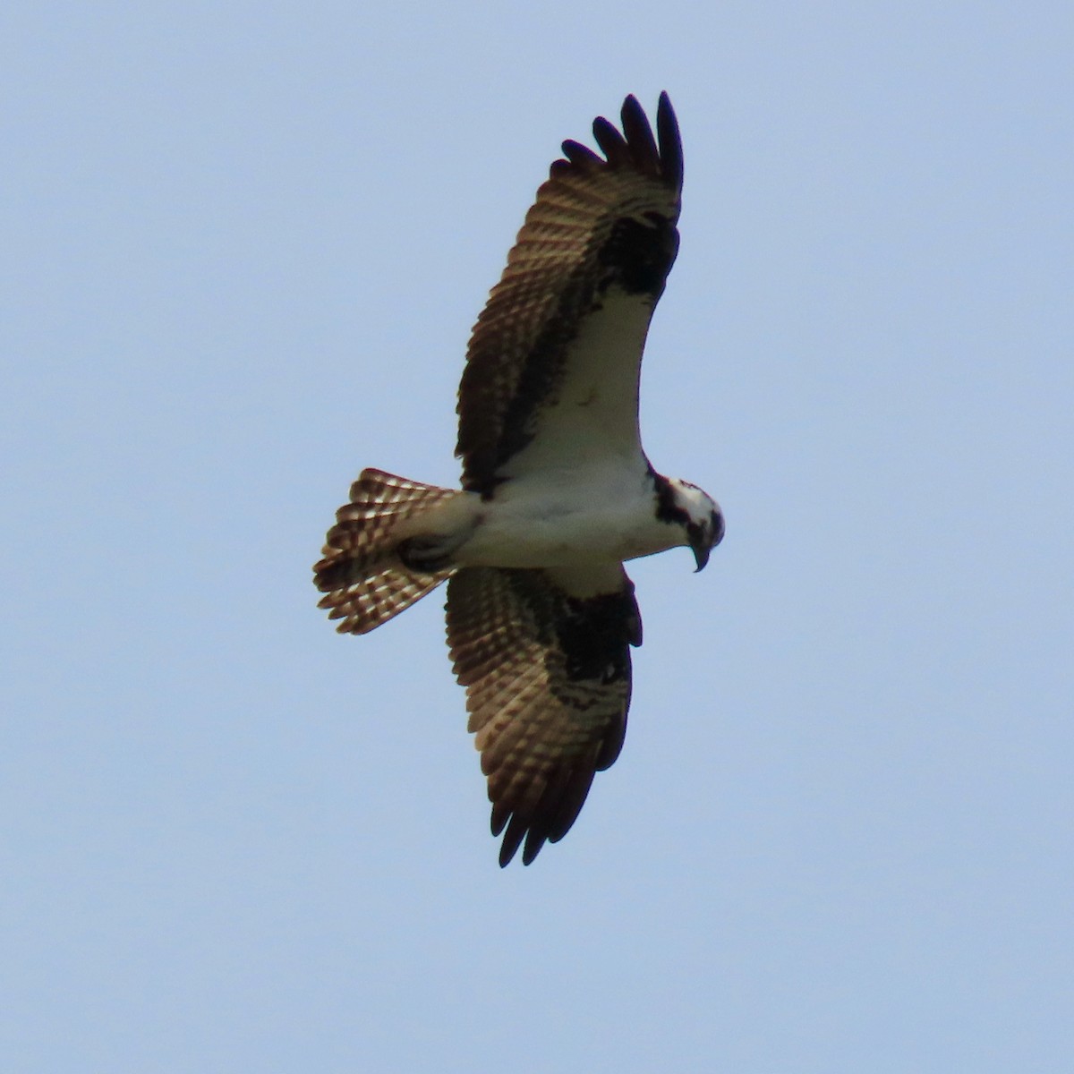 Osprey - ML617304180