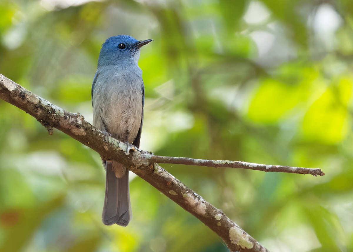 Pale Blue Flycatcher (Unicolored) - ML617304195