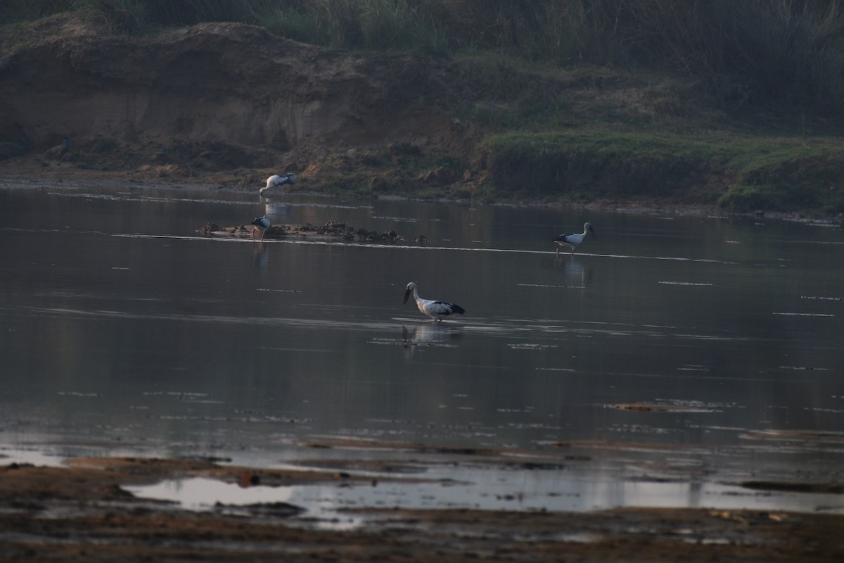 Asian Openbill - ML617304353