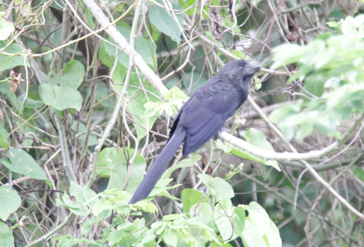 Smooth-billed Ani - ML617304357