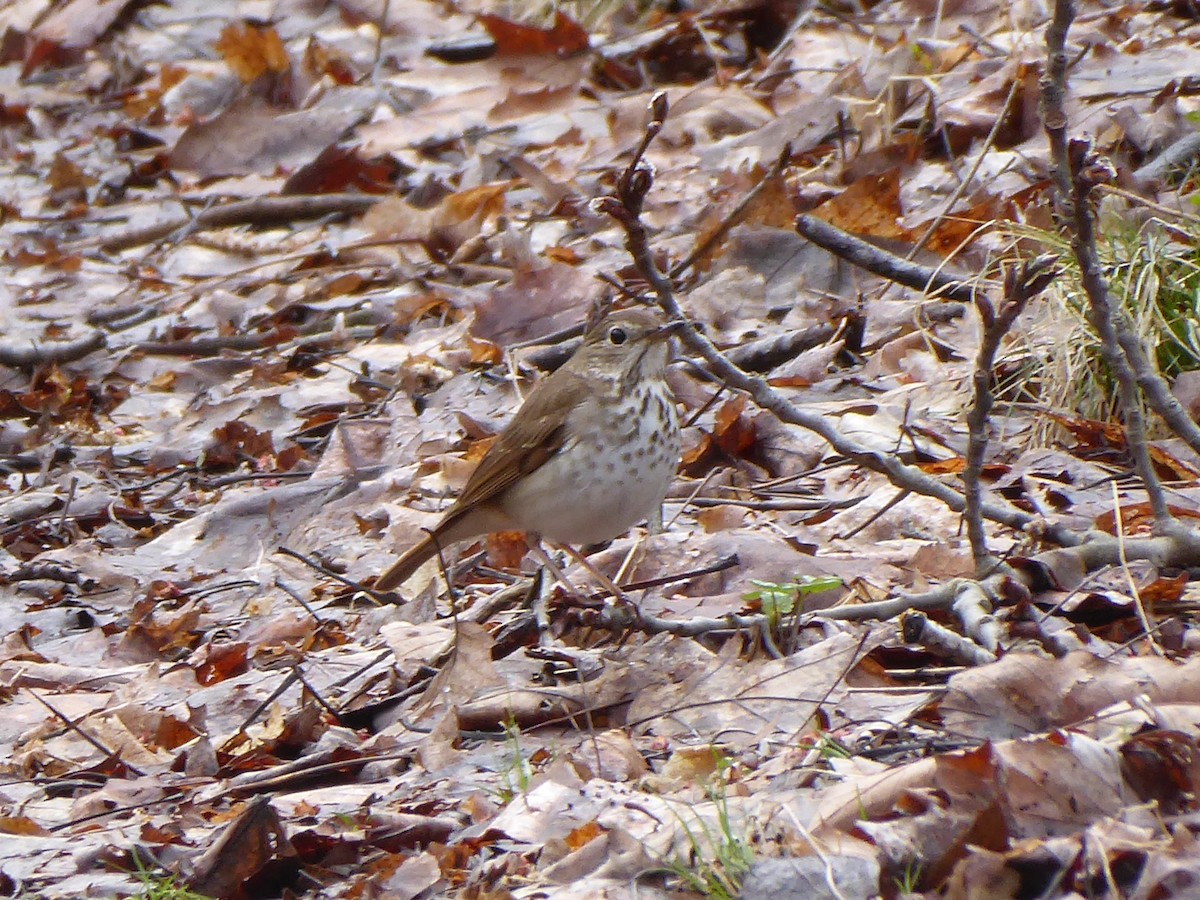 Hermit Thrush - ML617304427