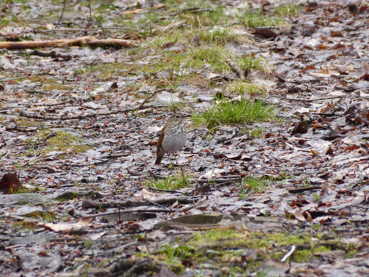 Hermit Thrush - ML617304430