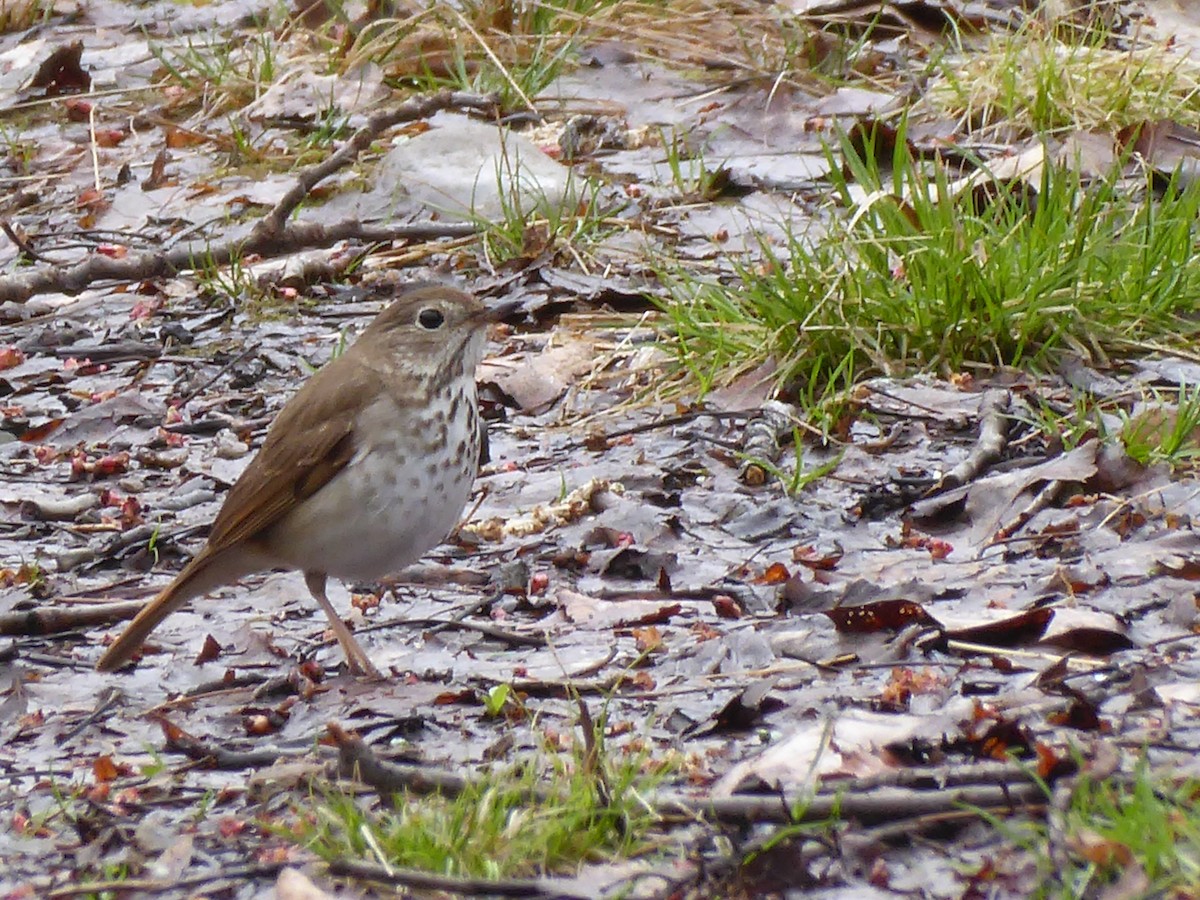 Hermit Thrush - M. Jordan