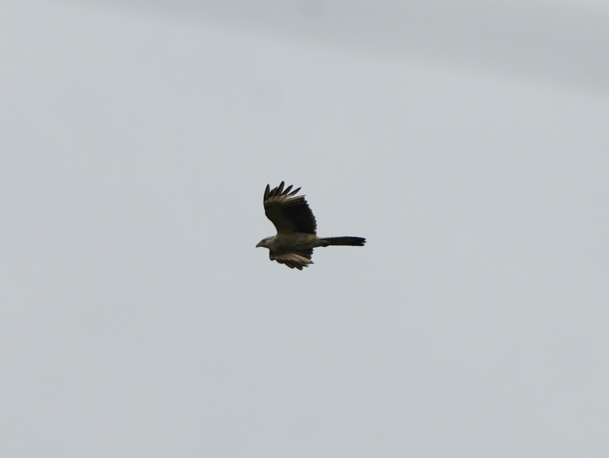 Caracara à tête jaune - ML617304441