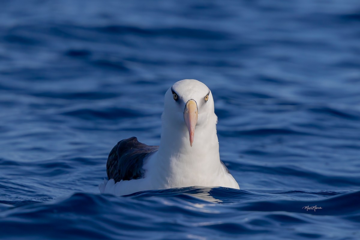 Black-browed Albatross (Campbell) - ML617304447