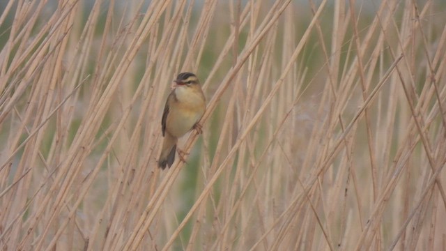 Sedge Warbler - ML617304455