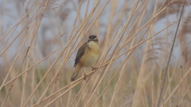 Sedge Warbler - ML617304456