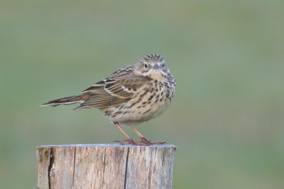 Meadow Pipit - ML617304462