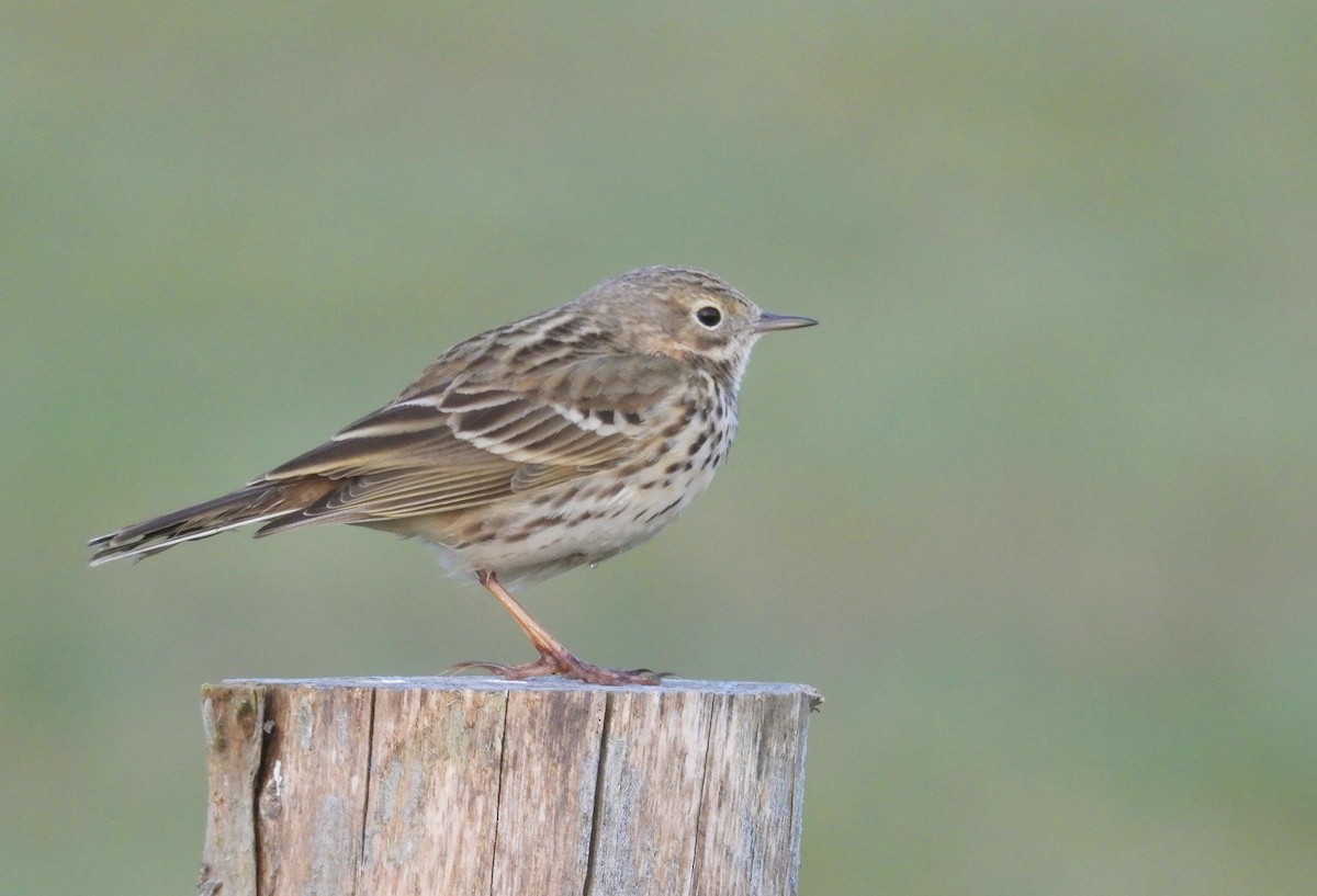 Meadow Pipit - ML617304465