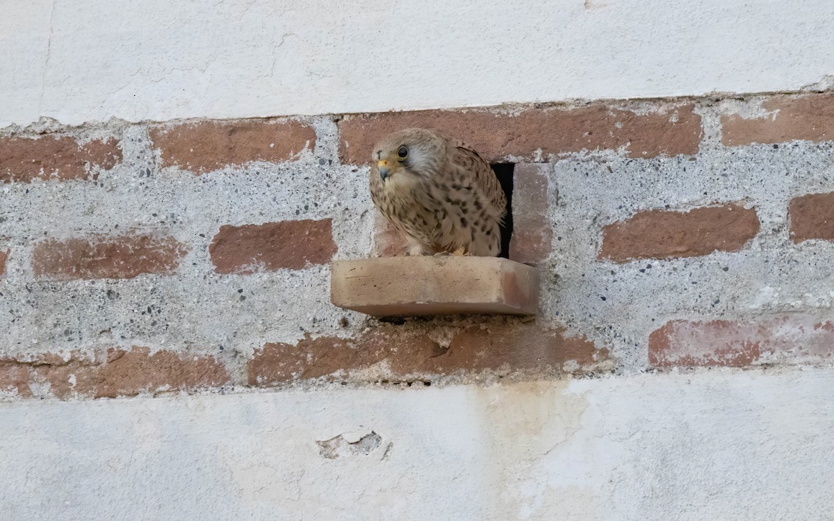 Lesser Kestrel - Andrés  Rojas Sánchez