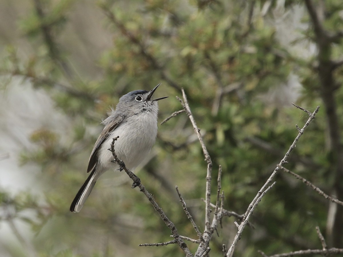 Blue-gray Gnatcatcher - ML617304541