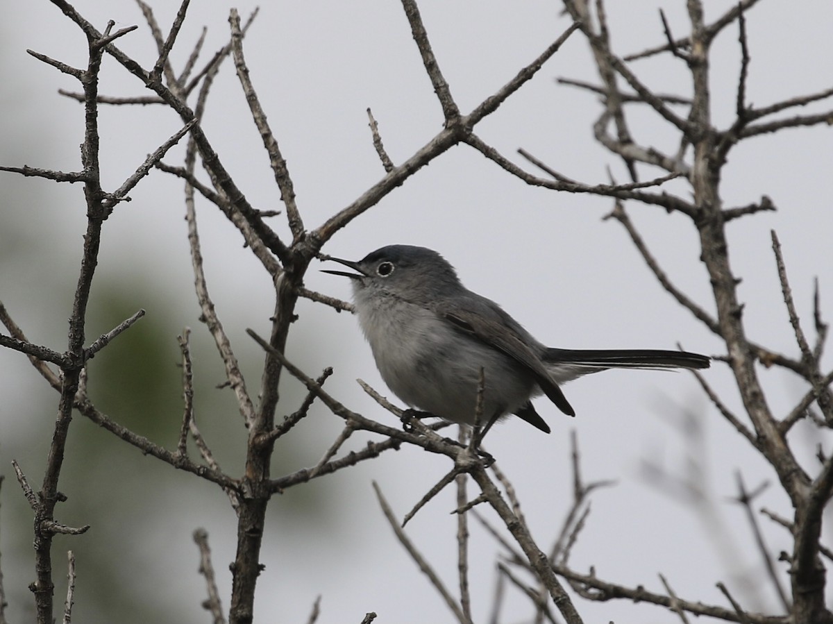 Blue-gray Gnatcatcher - Michele Swartout