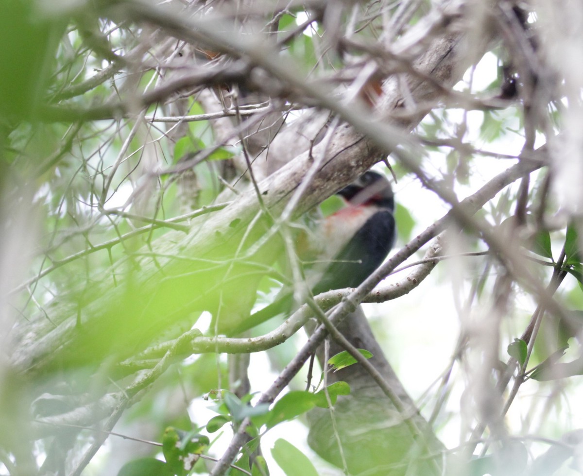 Puerto Rican Woodpecker - ML617304546