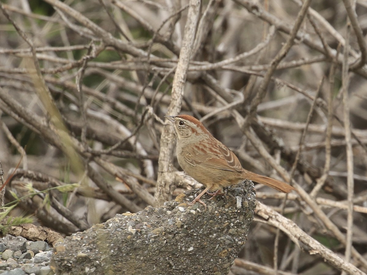 Rufous-crowned Sparrow - ML617304574
