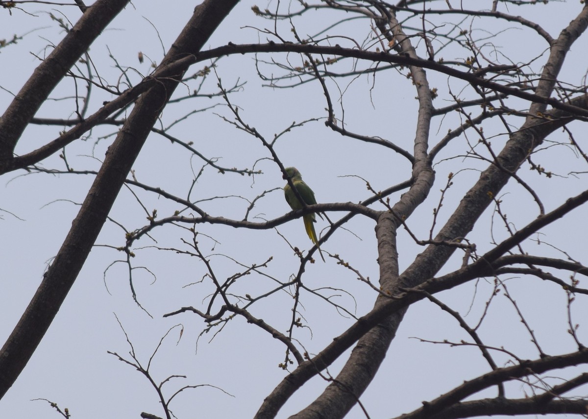 Rose-ringed Parakeet - Rabin Gautam