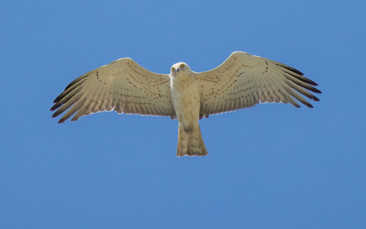 Short-toed Snake-Eagle - ML617304707