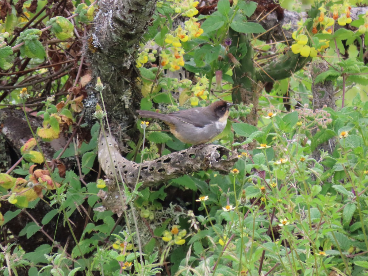 Rusty-bellied Brushfinch - ML617304737