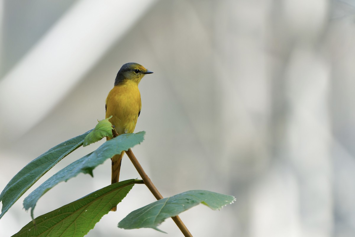 Short-billed Minivet - ML617304738