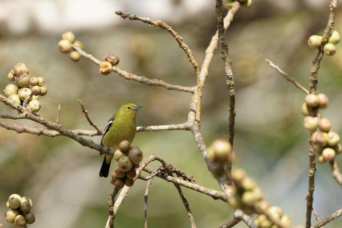 Common Iora - ML617304754