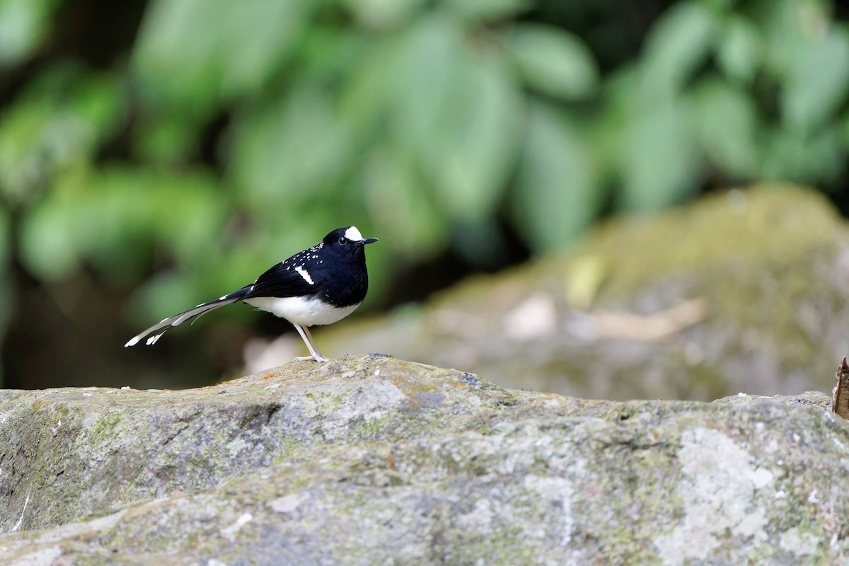 Spotted Forktail - ML617304771