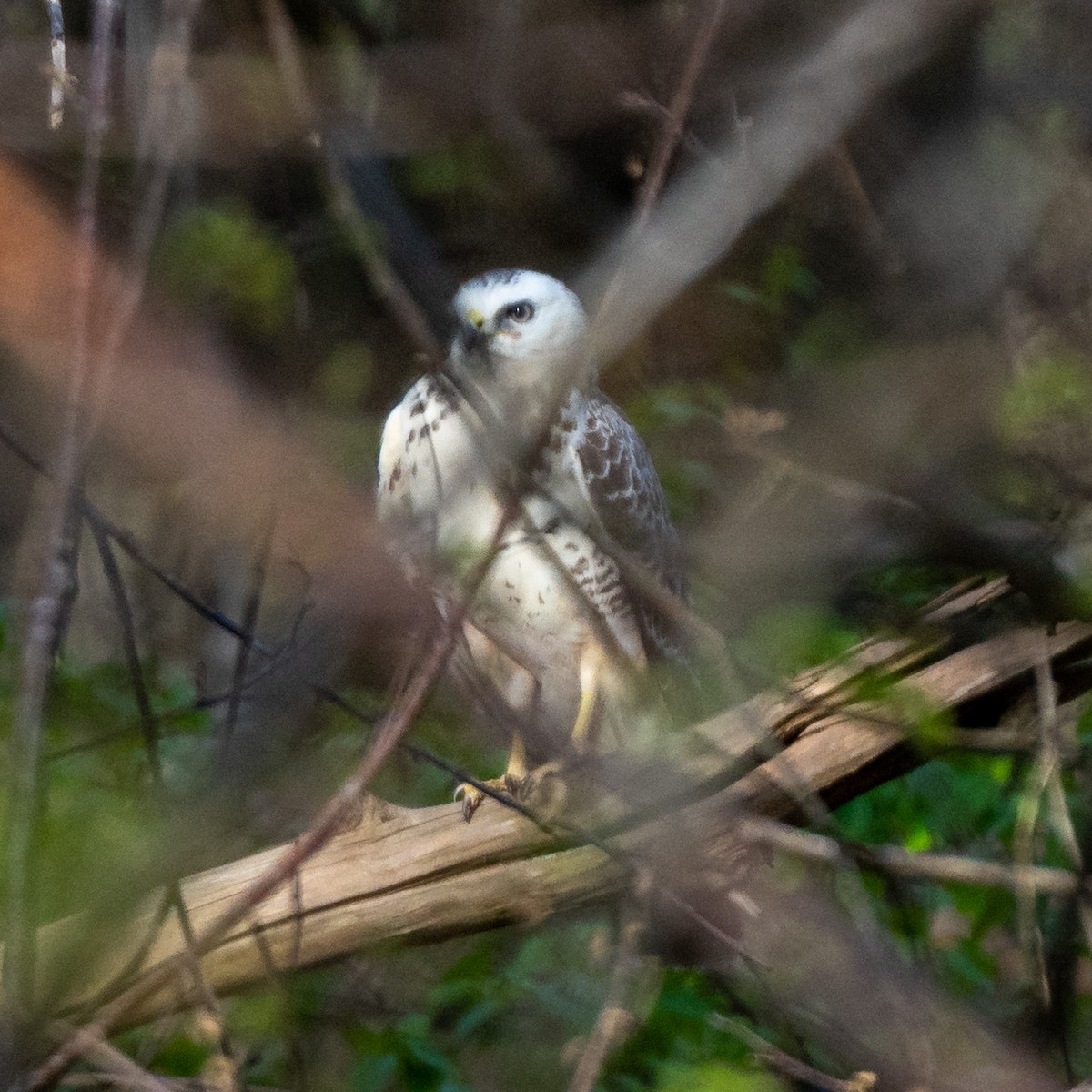 Busardo Ratonero (buteo) - ML617304802