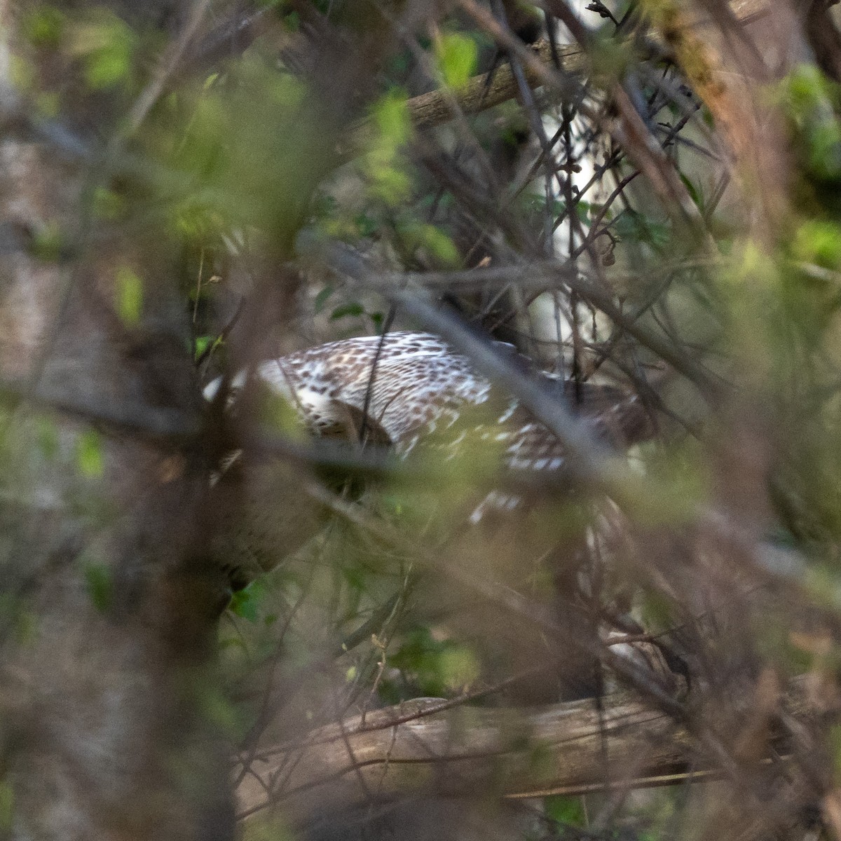 Busardo Ratonero (buteo) - ML617304804