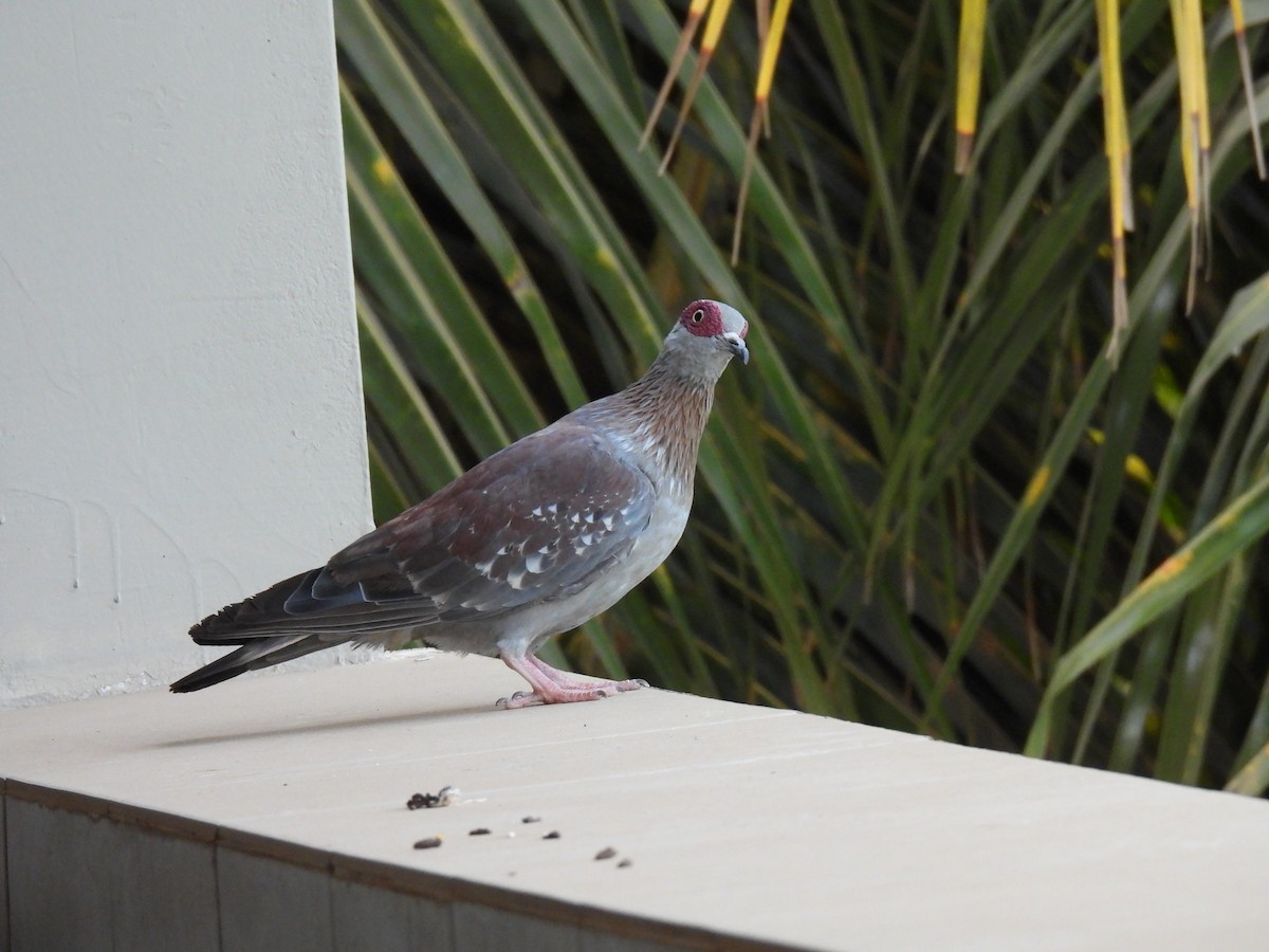 Speckled Pigeon - ML617304826