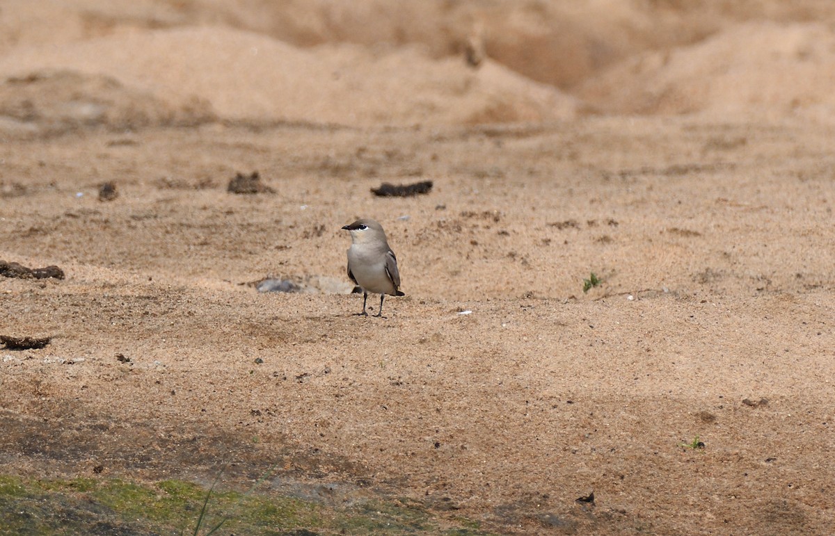 Small Pratincole - ML617304860