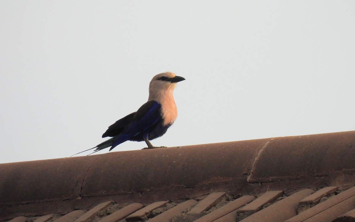 Blue-bellied Roller - ML617304880