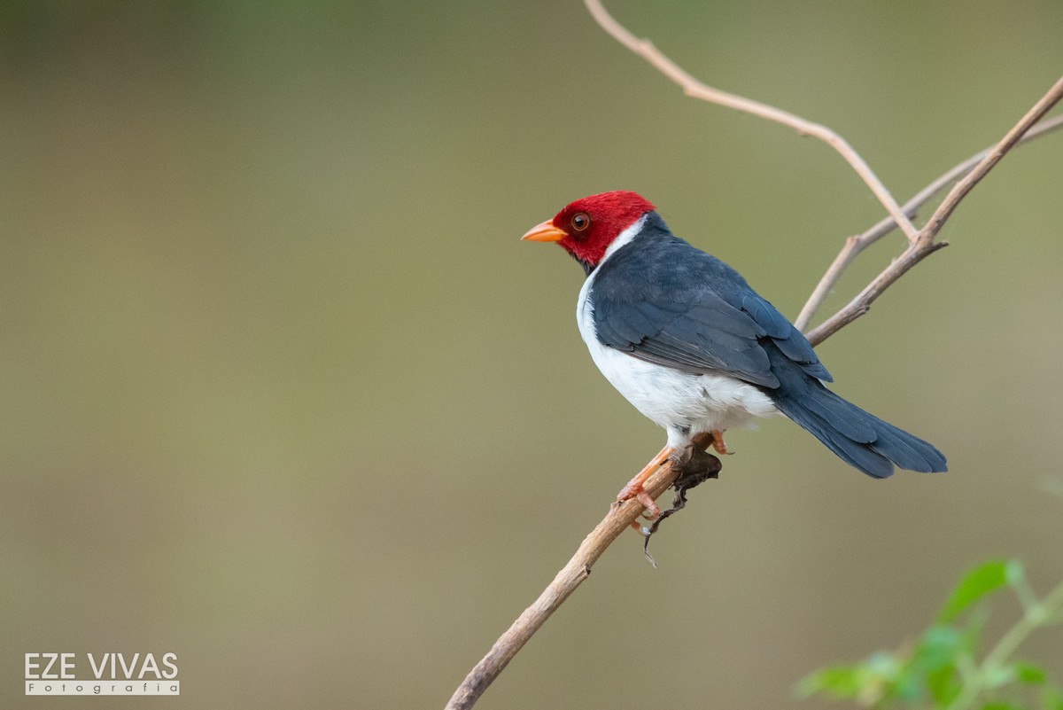 Yellow-billed Cardinal - ML617304906