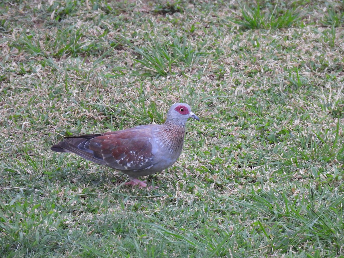 Speckled Pigeon - ML617304925