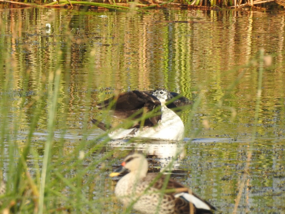 Knob-billed Duck - ML617304940