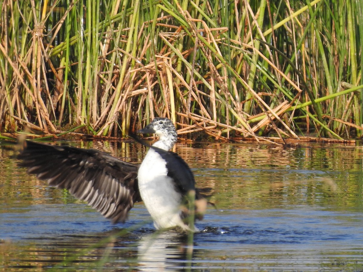 Knob-billed Duck - RAVEESHA H N