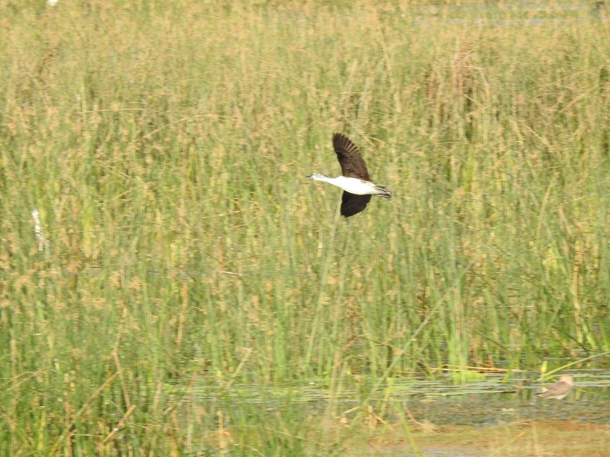 Canard à bosse - ML617304942