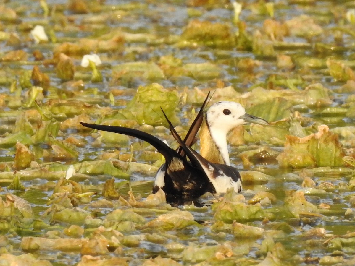 Pheasant-tailed Jacana - ML617304992