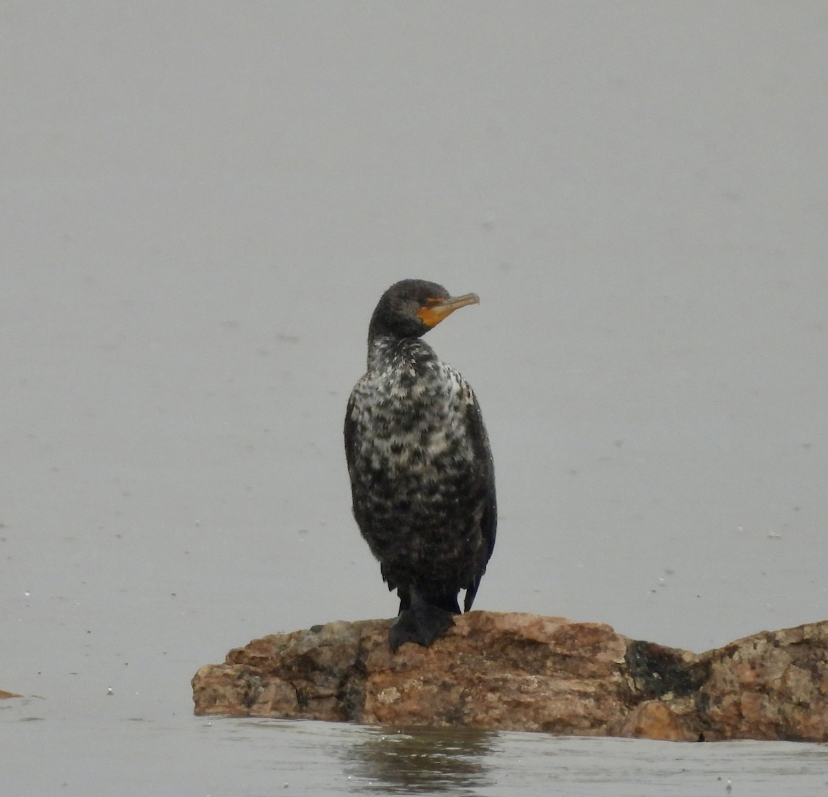 Cormorán Orejudo - ML617304998