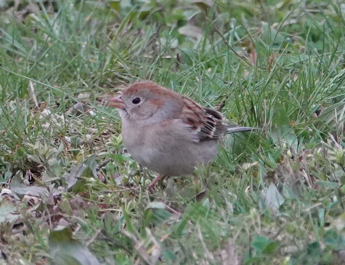 Field Sparrow - ML617305004