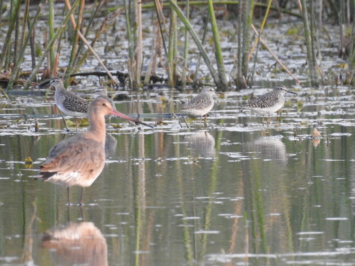 Black-tailed Godwit - ML617305008