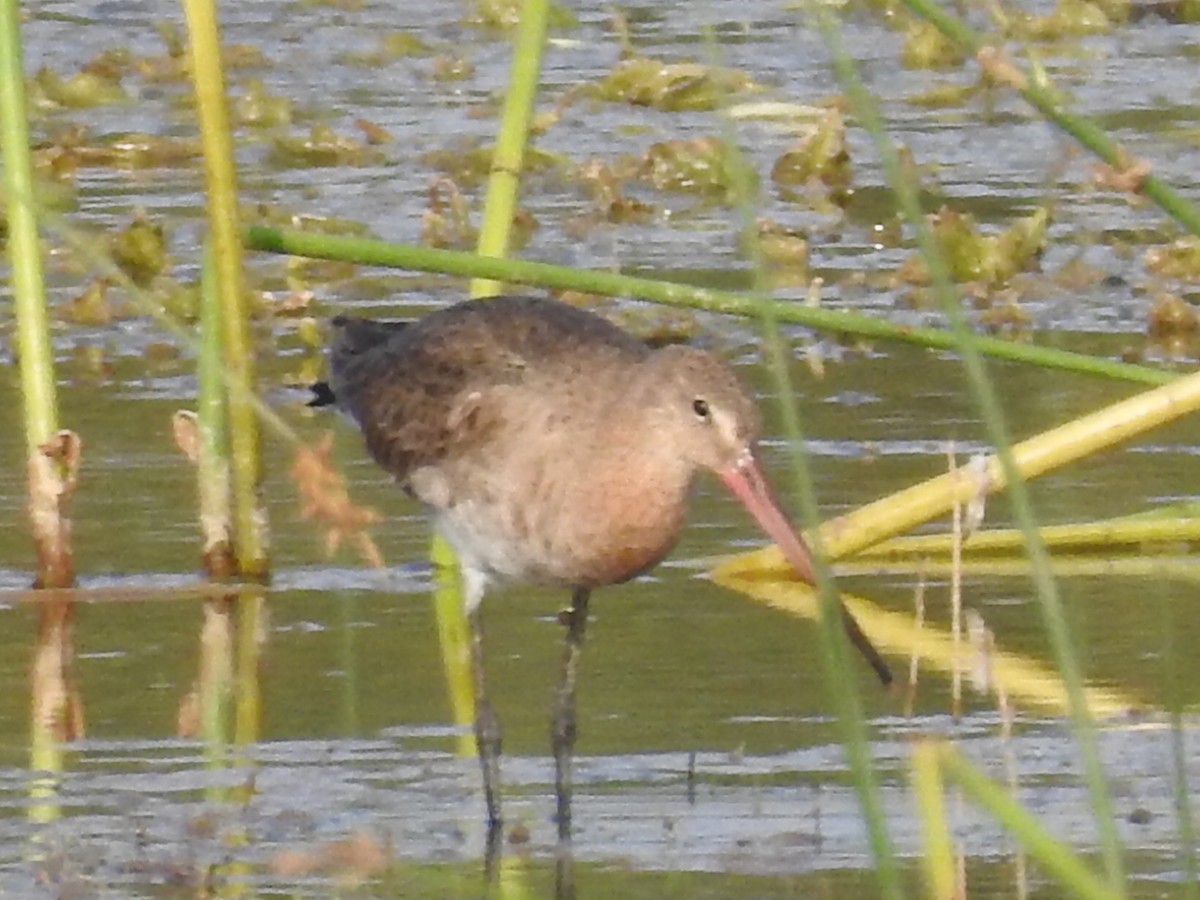 Black-tailed Godwit - RAVEESHA H N