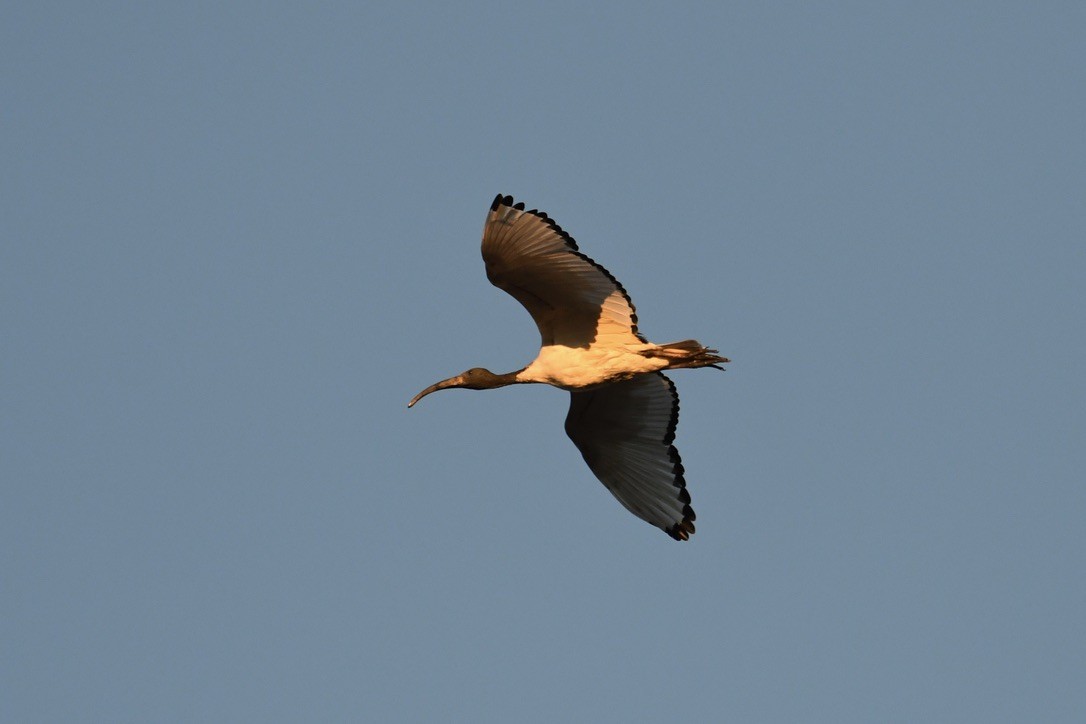 ibis posvátný - ML617305013