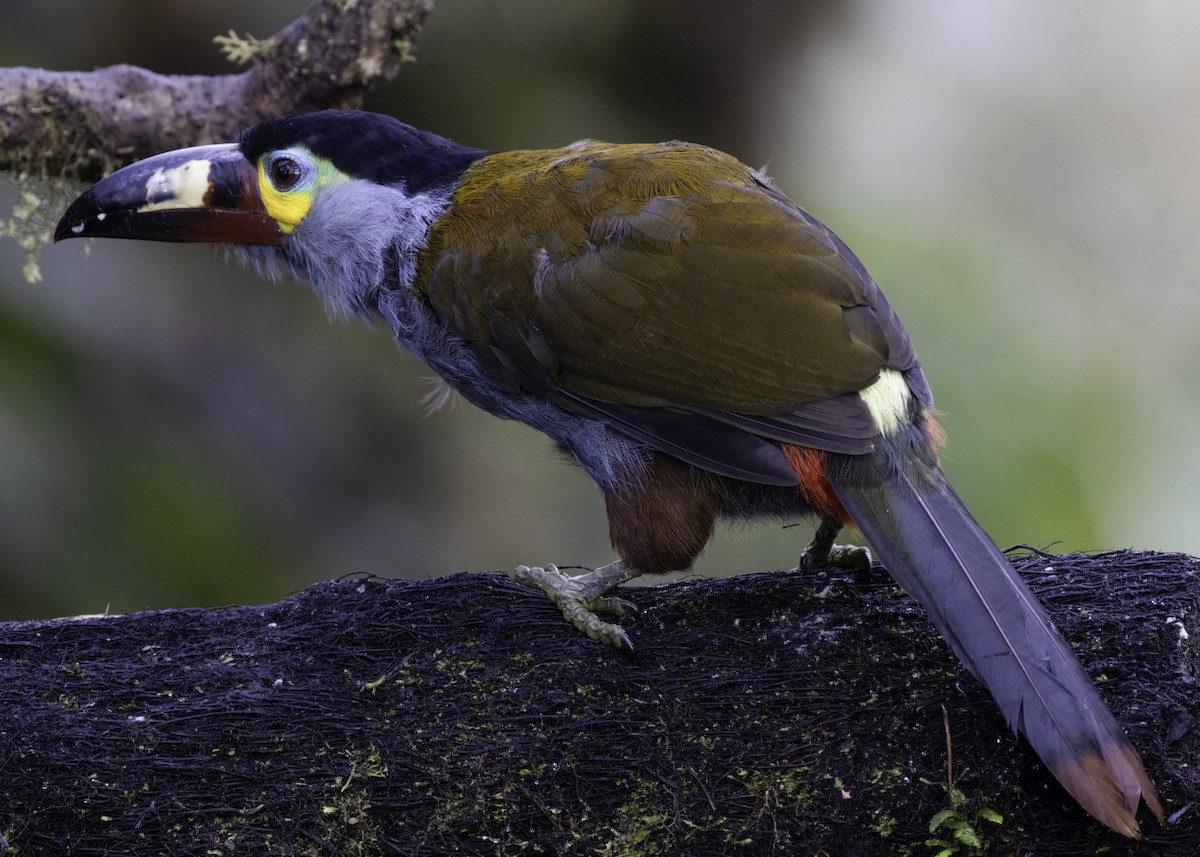 Plate-billed Mountain-Toucan - ML617305017