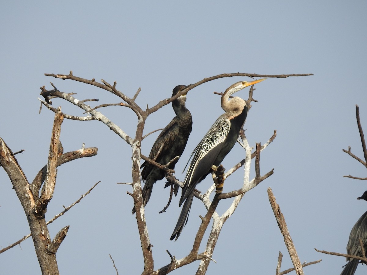 Orient-Schlangenhalsvogel - ML617305019