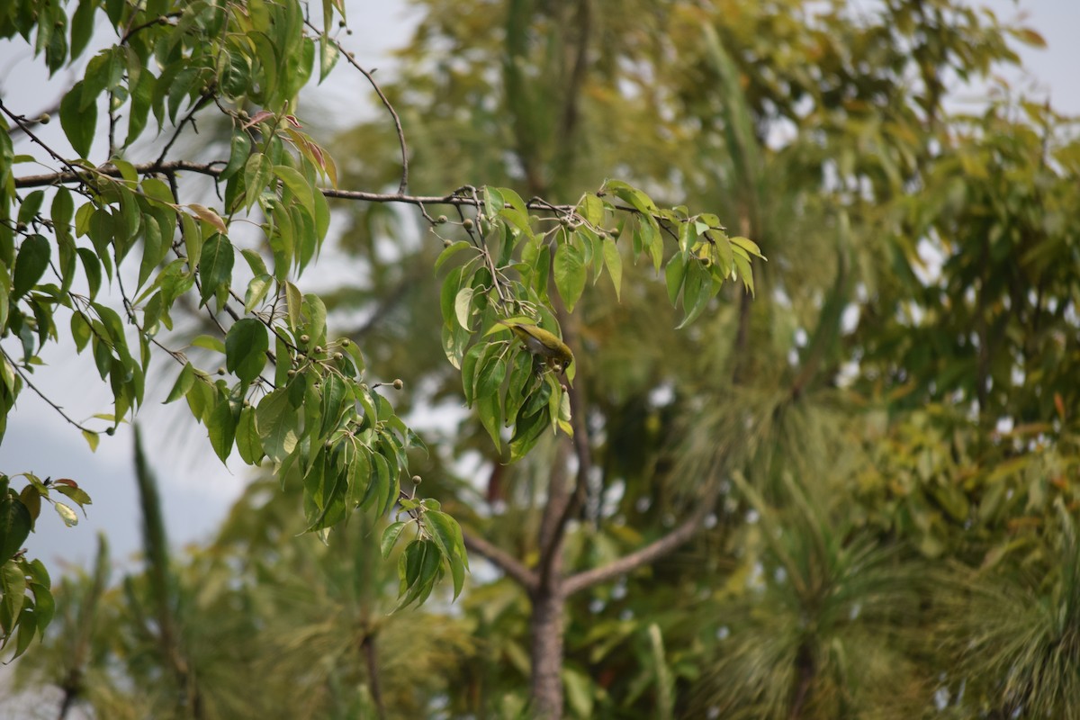 Indian White-eye - Rabin Gautam