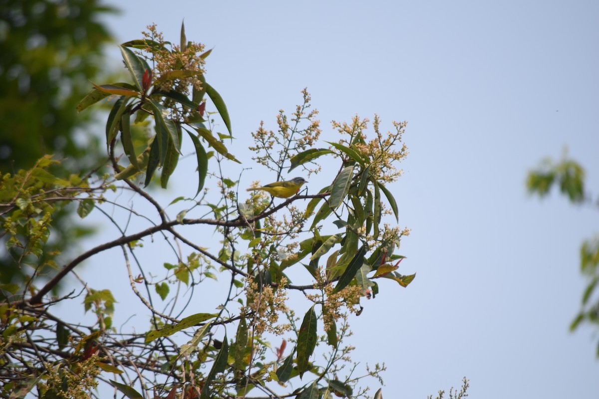 Gray-hooded Warbler - Rabin Gautam